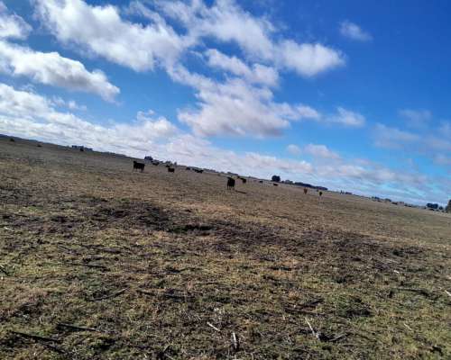 Urg 131 Has Mixtas Maiz-soja en $ 2900 X Ha Zona Ruta 205