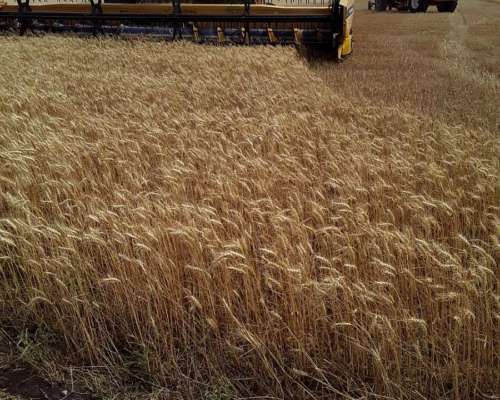 Cosechadora New Holland TC59