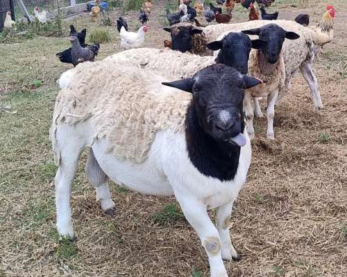 Carneritos Dorper Listos para Servicio