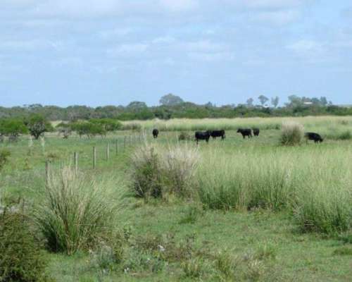 Venta de Campo Mixto 700 Has Gualeguaychú, Entre Ríos.