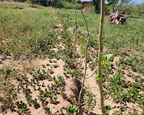 Vendo Campo 4000 Has Ubicado en Montecaseros San Martin MZA