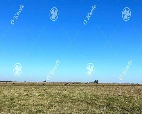 Campo en Venta de 450 Has en Magdalena. Ganadero