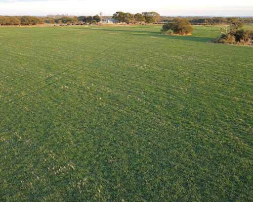 Feliciano, Entre Ríos - 1.957 Ha