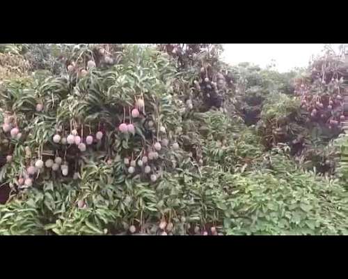 Vendo Campo para Aptas Frutas y Verduras
