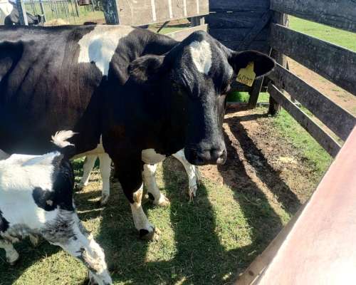 Vendo Dos Vaquillonas Holando con 2 Cria Cada UNA