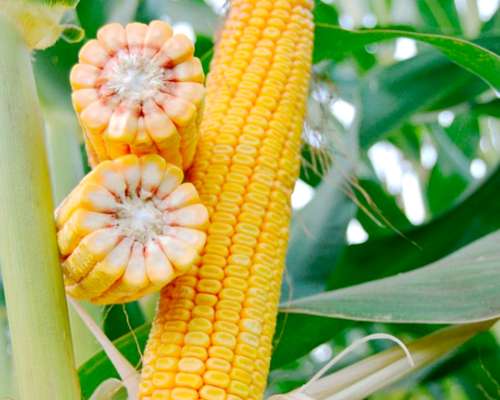 🌽 Semillas de Maíz Advanta – Genética de Alto Rendimiento