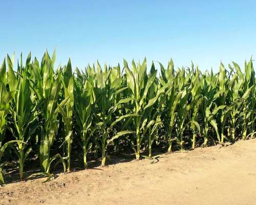 Vendo 130 Has en Inriville