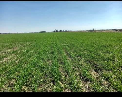 Oportunidad de Inversion. Campo Agricola