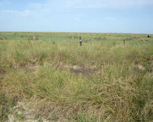 1200 Has Ganaderas a Desarrollar en Nueva Italia