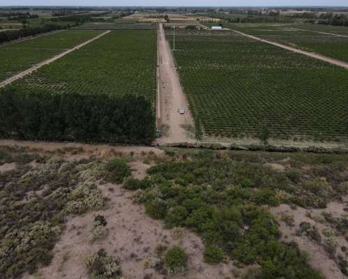 Vendo Finca Olivicola-vitivinicola y Fabrica de Aceite de O.