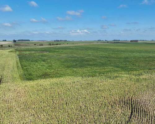 Pcia. de Buenos Aires - Roque Perez 243 Ha