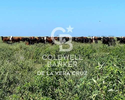 Campo Ganadero 1000 Has., Piamonte, Santa FE