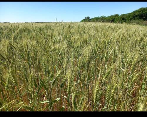 Oportunidad de Inversion. Campo Agricola