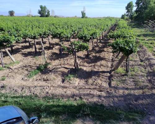 Finca de 139 Has Excelente Calidad de Tierr, Angaco S. Juan