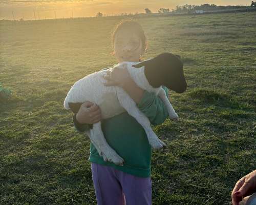 Ovejas de Razas para Cría