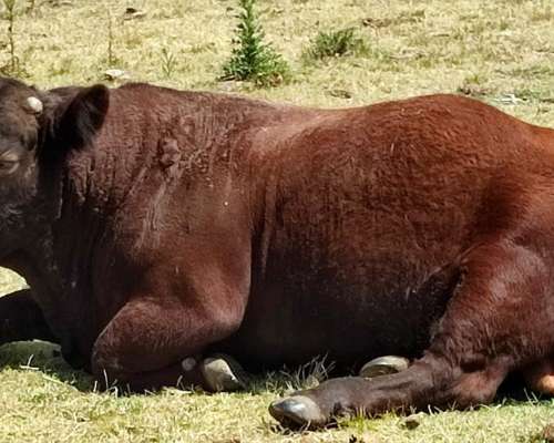 Vendo Toro Angus Colorado de 5 Años Aprox Unos 900kg