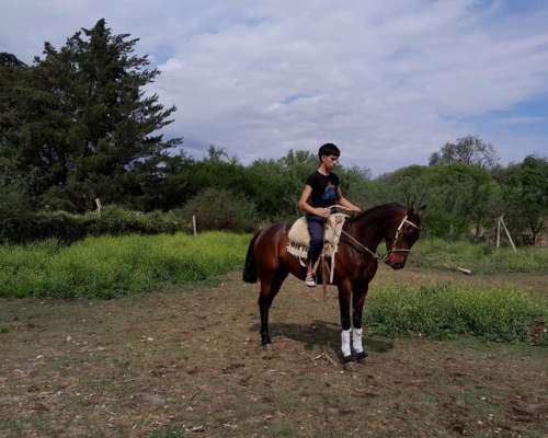 Vendo Yegua Zaina Colorada de 5 Años de Andar muy Buena