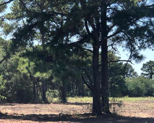 Pinar de Andino 21 Ha - 50 % Agrícola 50 % Bosque de Pinos