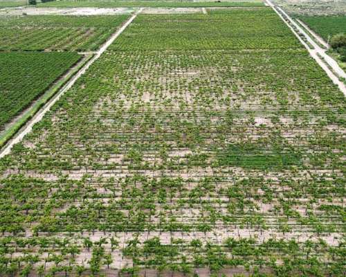 Finca de 25 Ha Chapanay, San Martin Mendoza