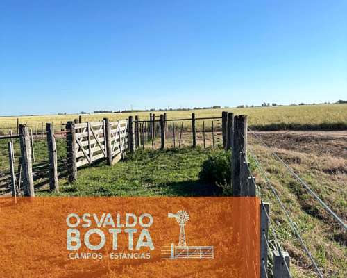 Campo Mixto en Venta, 1654has Carlos Tejedor