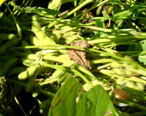 Agrícola Campo en Siembra Directa Excelente Zona de Chaco
