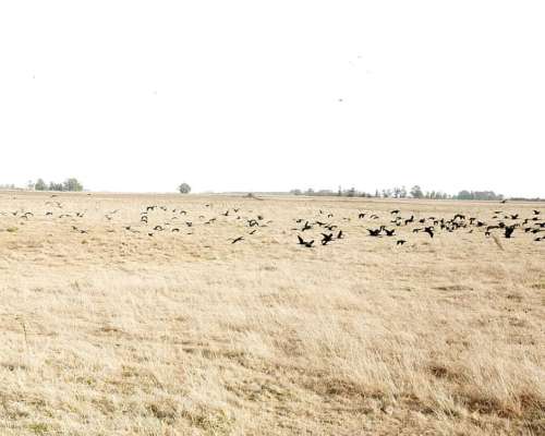 San Enrique 137 Ha 25 de Mayo BS. AS.