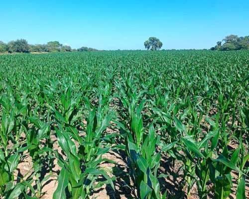 Venta 29,5 Ha Agrícolas en Capilla de Sitón