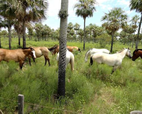 Campo 3180 Has en Pastoril- Formosa