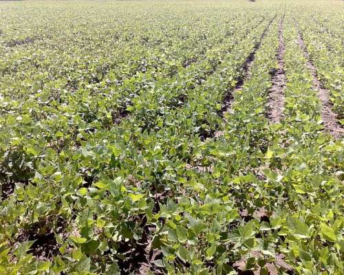 2100 Hectareas en Santiago del Estero (departamento Capital)