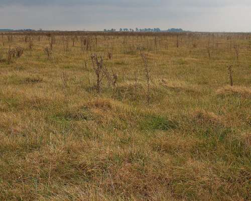 Campo en Venta 800 HA. Mixto. Carlos Casares. Oportunidad.