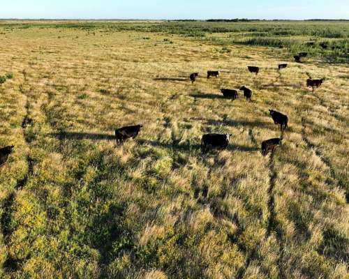 Paraje Pavón, General Lavalle, Buenos Aires - 4.784 Ha