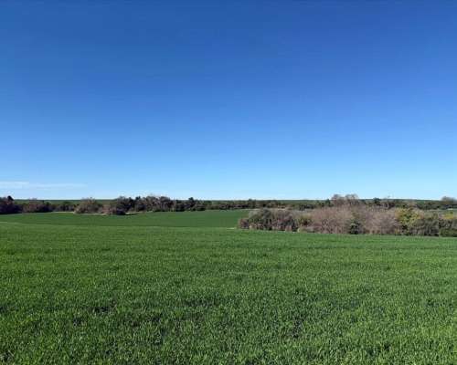 Vendo 450 Hectáreas Ganaderas