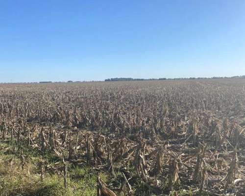 En Alquiler 1850 Has Agrícolas de Primera NO BS AS