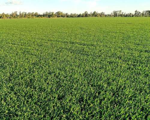 Vendo Estancia en Quimili