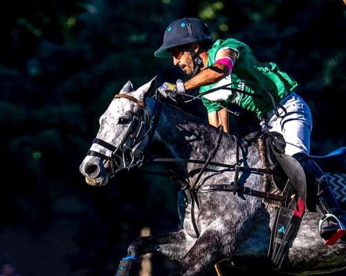 Equino de Carrera en Venta