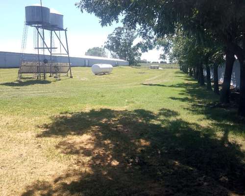 Granja Avicola Capacidad 30 Mil Pollos.