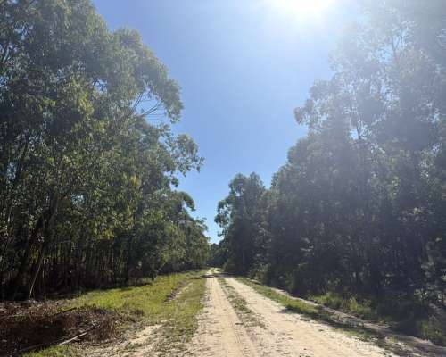 San Miguel 680 Has Forestal/ganadero Buen Precio