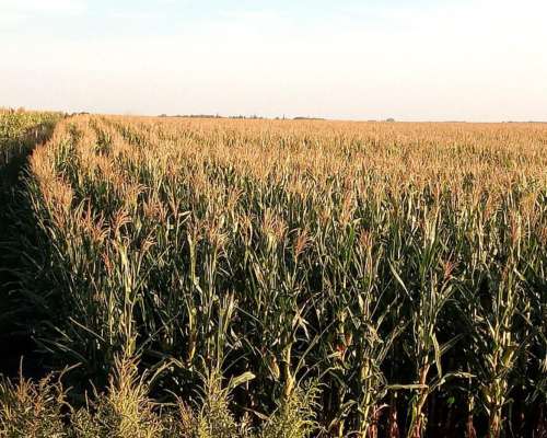 330ha Agrícolas en la Pampa