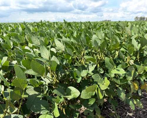 Venta 80 Has Oncativo