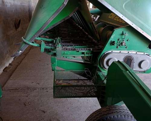 Cabeza Maicero Ombu 14/52 año 2015