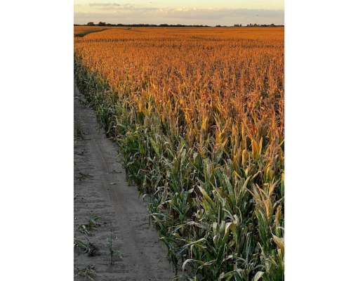Campo 100 % Agrícola en Jesús María Prov. de Córdoba