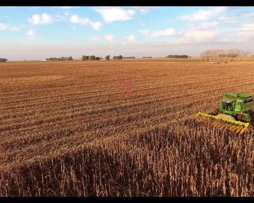 6902ha Campo Mixto en Venta en Lincoln, Pcia. de BS AS.