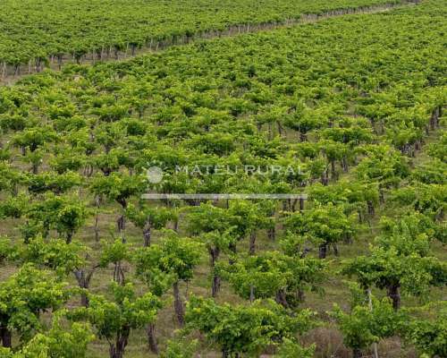 58 Has. Finca con Parrales en Santa Rosa, Mendoza