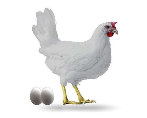 Huevos Fértiles Leghorn Puro