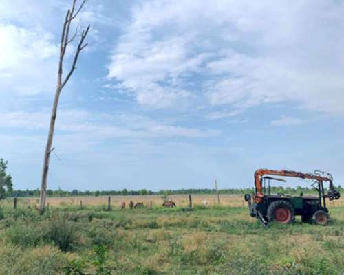 Campo Isla, en el Delta Entrerriano. Ganadero Forestal