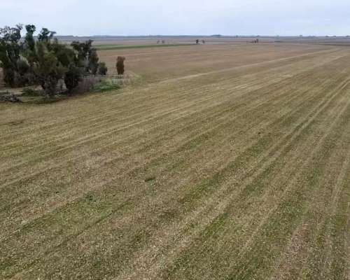 Venta - 50 Has Agricolas en San Genaro