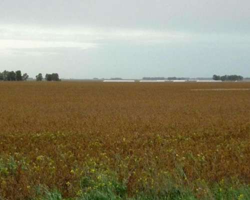 Coronel Dorrego, Buenos Aires - 1.748 Ha