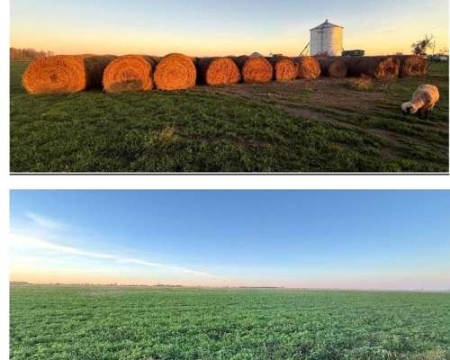 Campo Ganadero en Pergamino