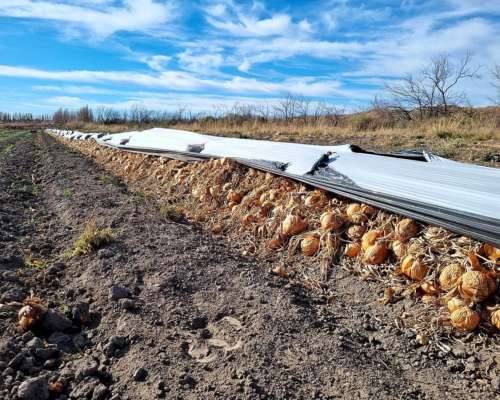 Lamarque, Avellandera, Río Negro - 16.387 Ha