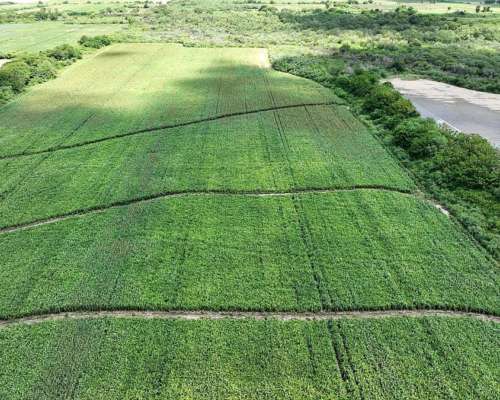 Ingeniero Forres, Robles, Santiago del Estero - 451 Ha